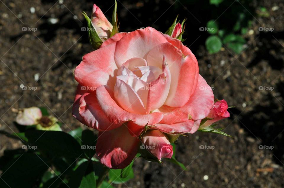 Pink Rose