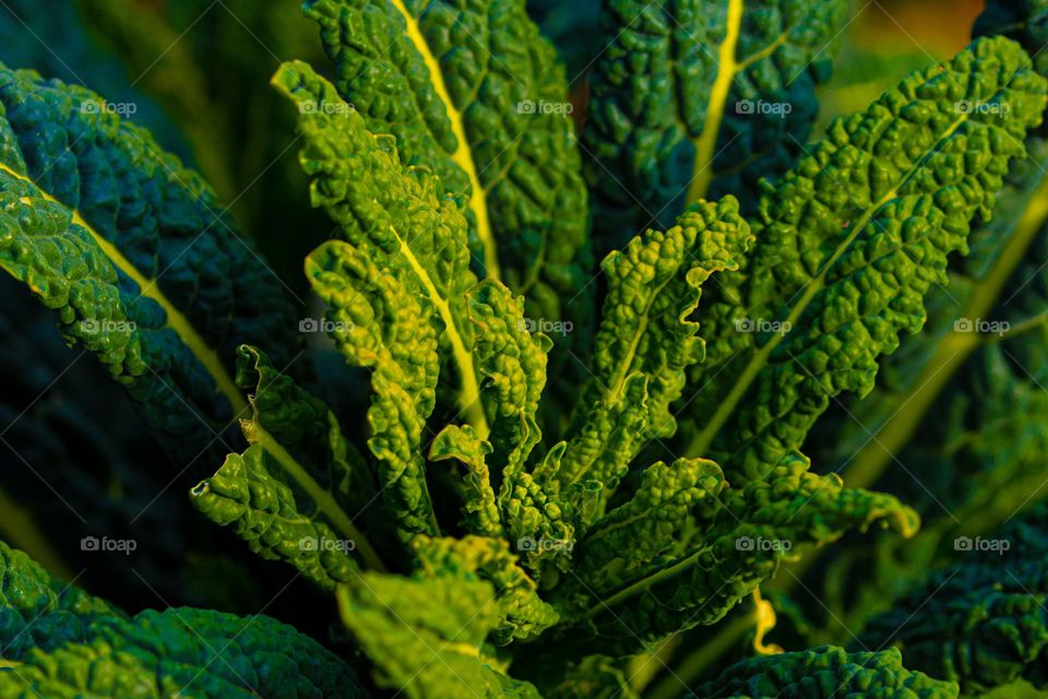 a macro detail of a leaf in the sun light