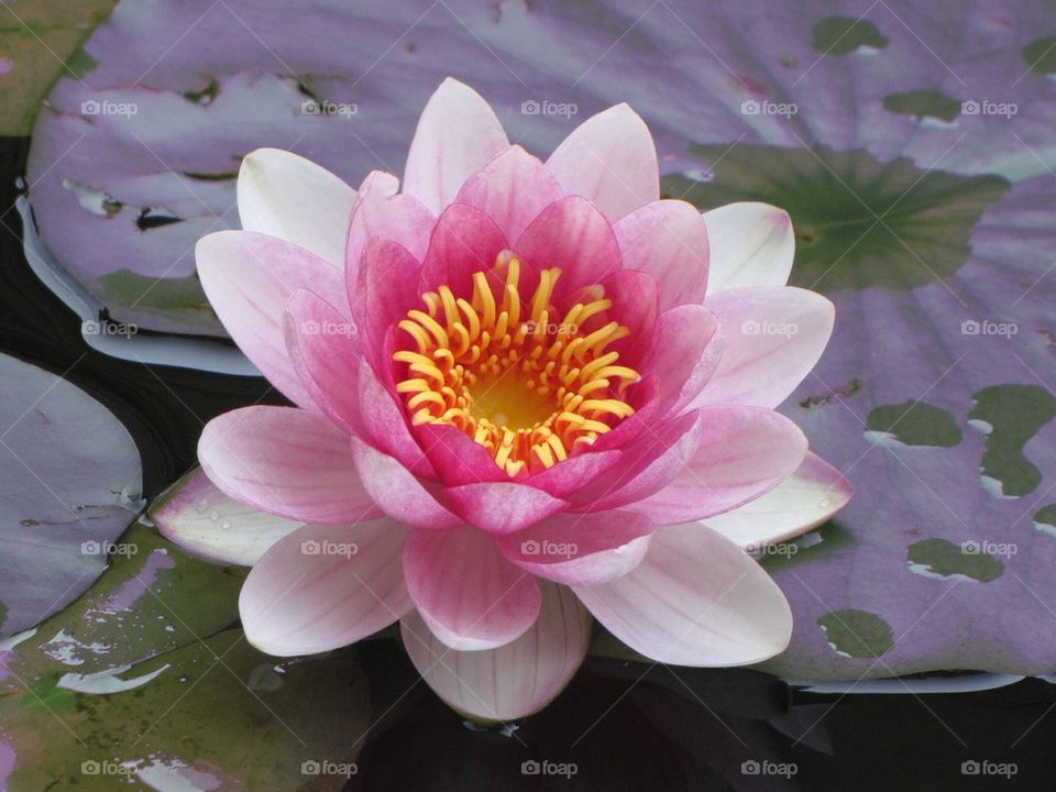 Close-up of water lily in water