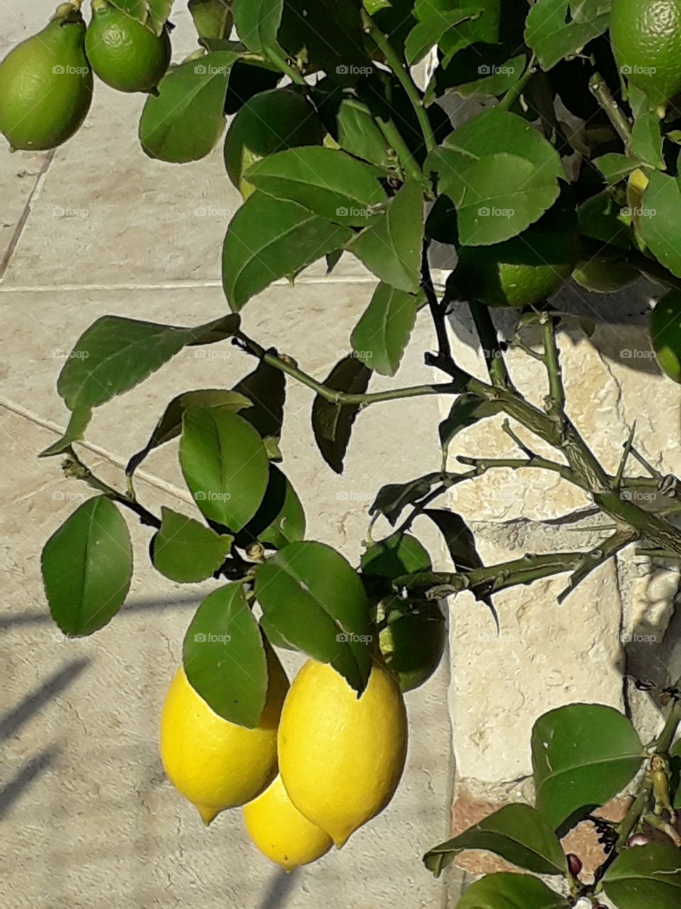 lemon tree