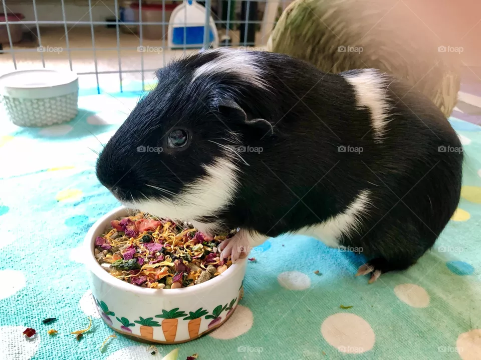 Timmy my guinea pig 