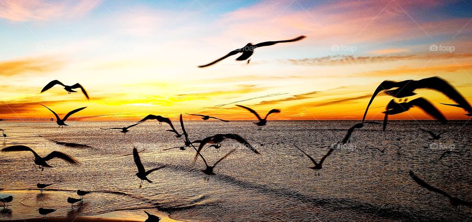 seagulls flying at sunrise.