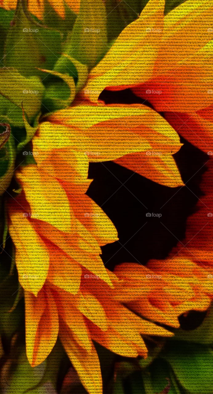 "Sunflower"