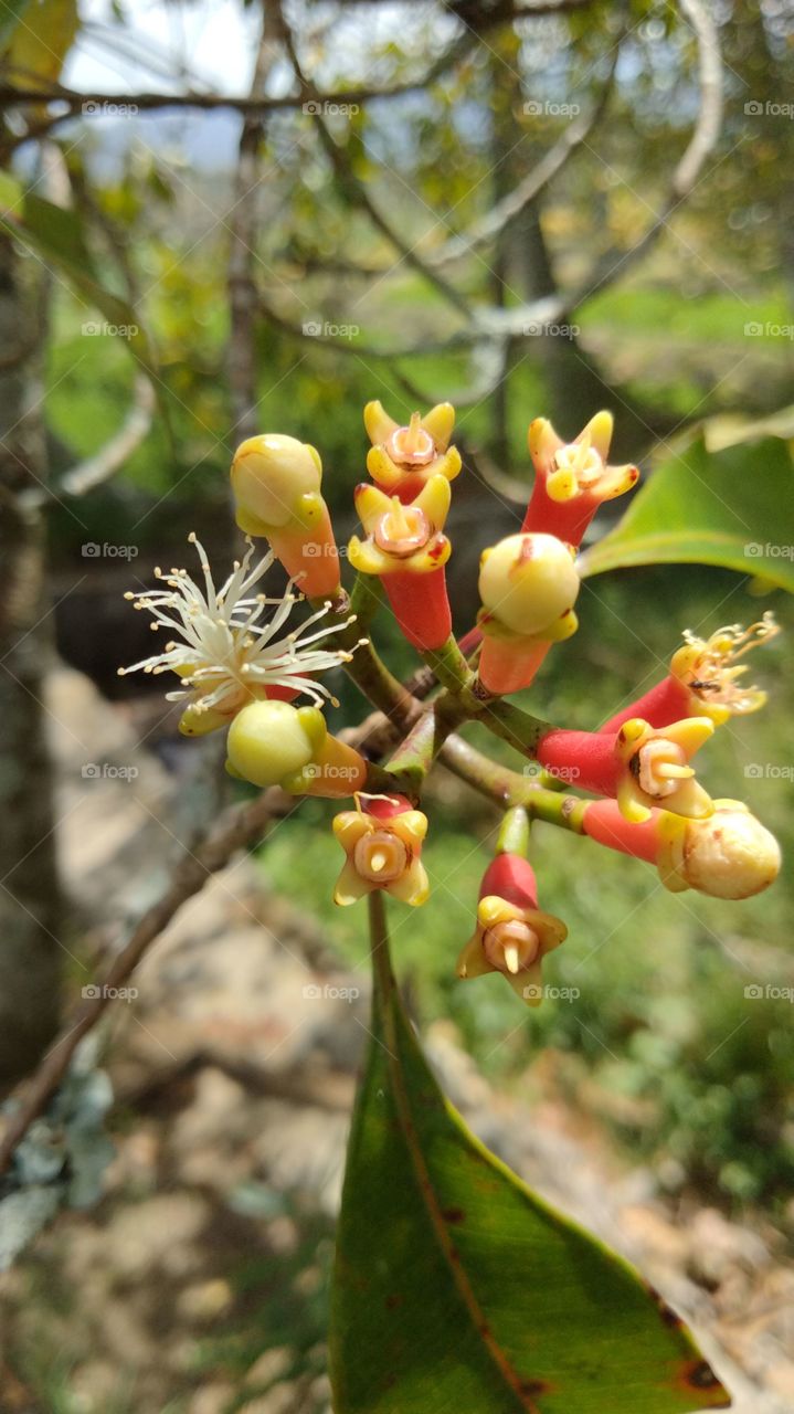 Clove flower