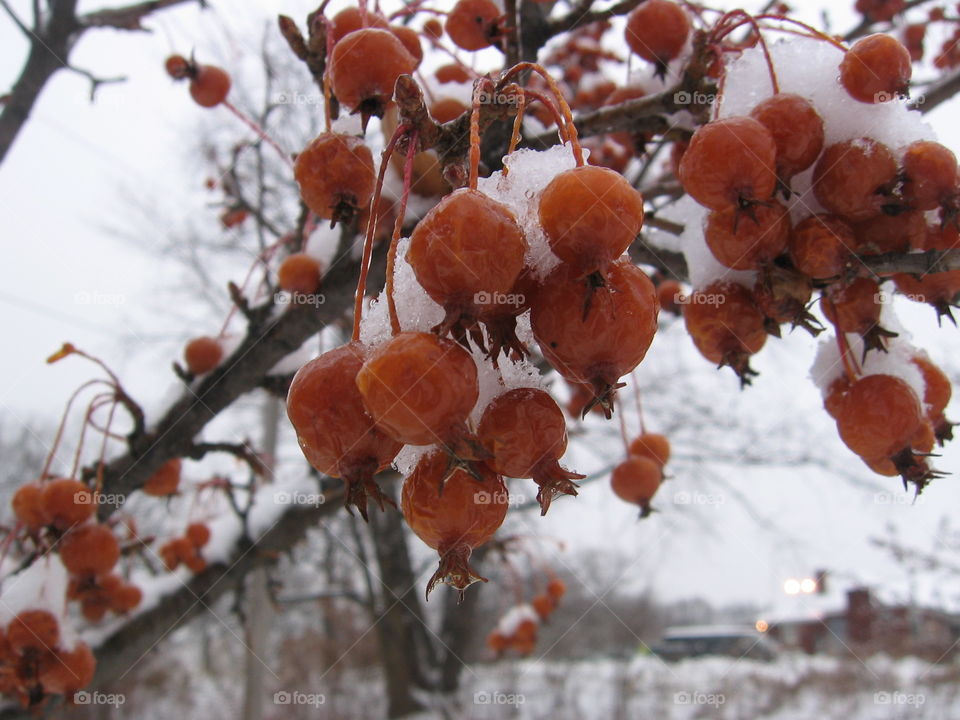 Snowy Berries in NY