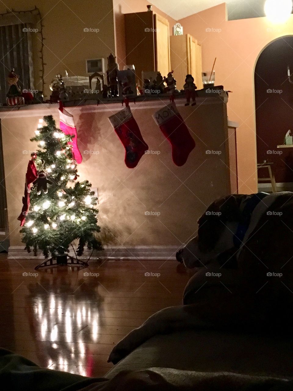 Waiting for Santa  Paws🐾