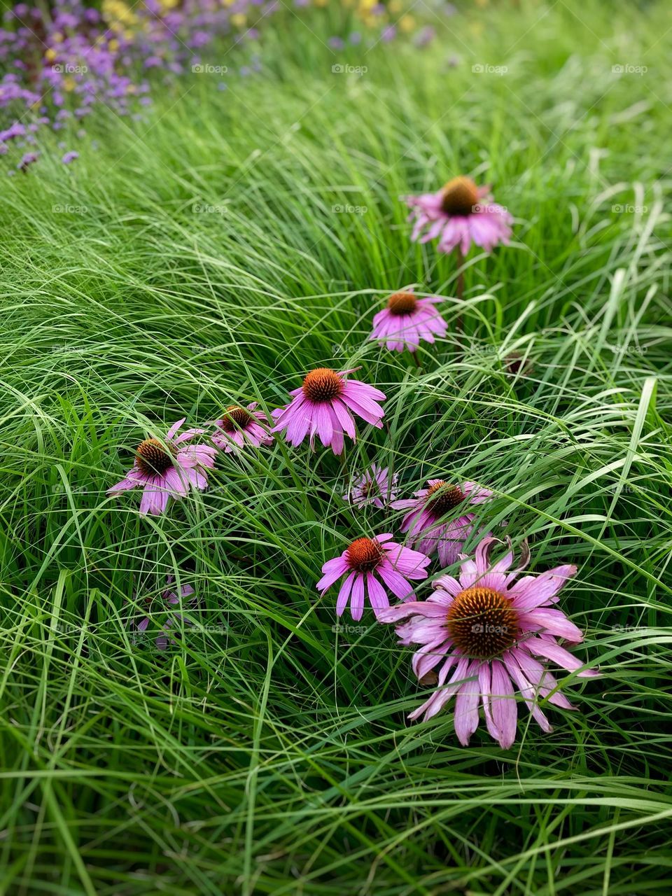 pink flowers