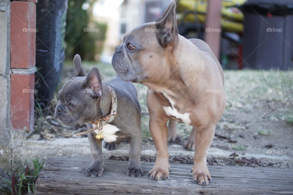 French bulldogs 