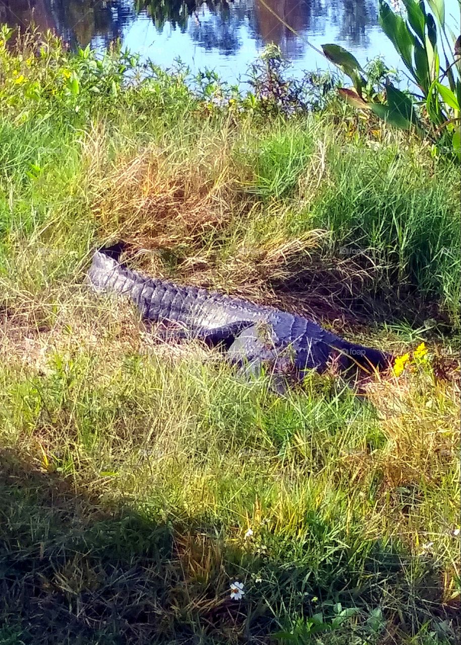 alligator