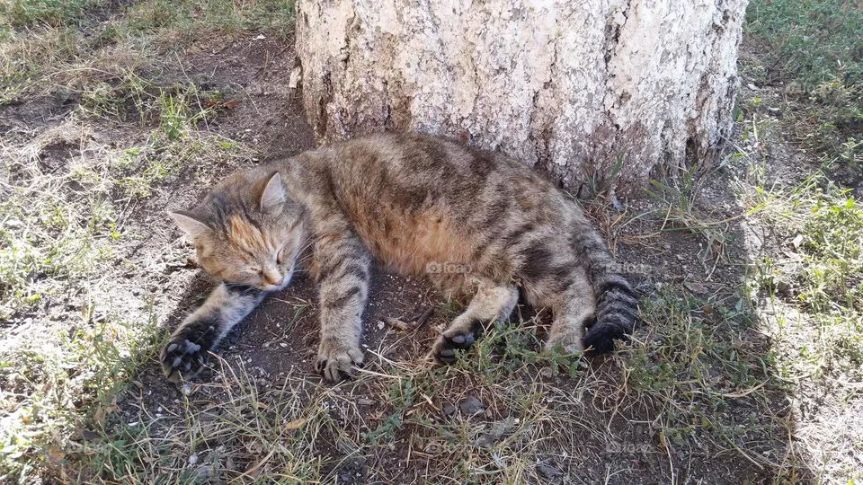 cat