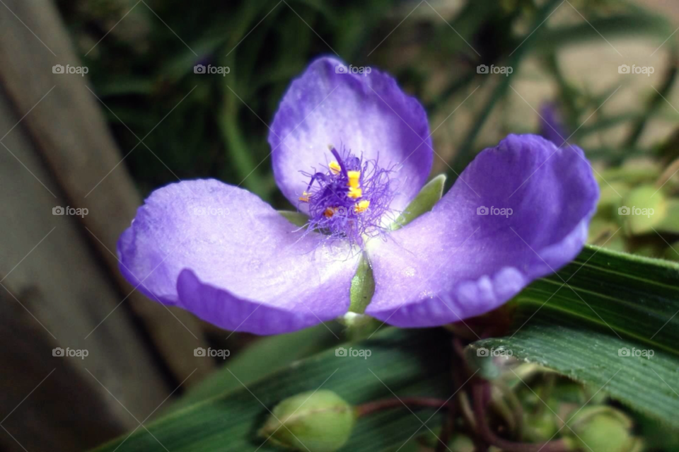 nature purple flower virginia spiderwort by jmh