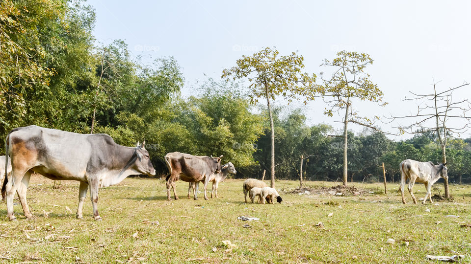Cattle grazing in field. A typical dairy farm land in rural Bengal, North East India depicting simple rural life. An Village View of Rural India. Bethuadahari, Nadia, West Bengal, India.