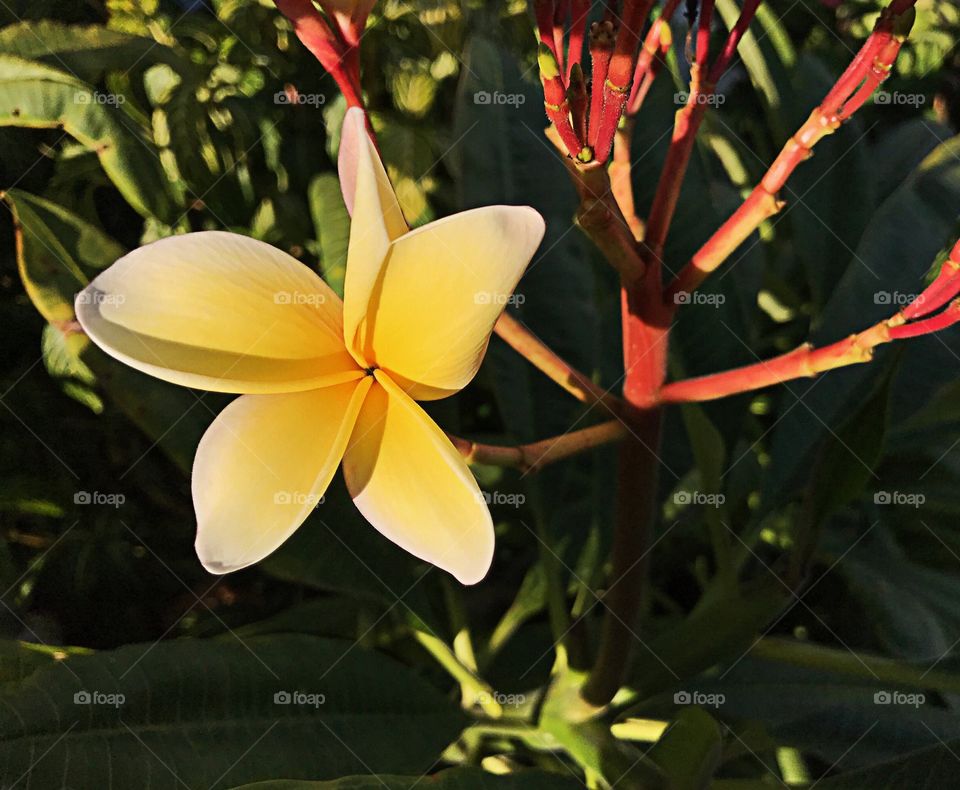 Yellow flower