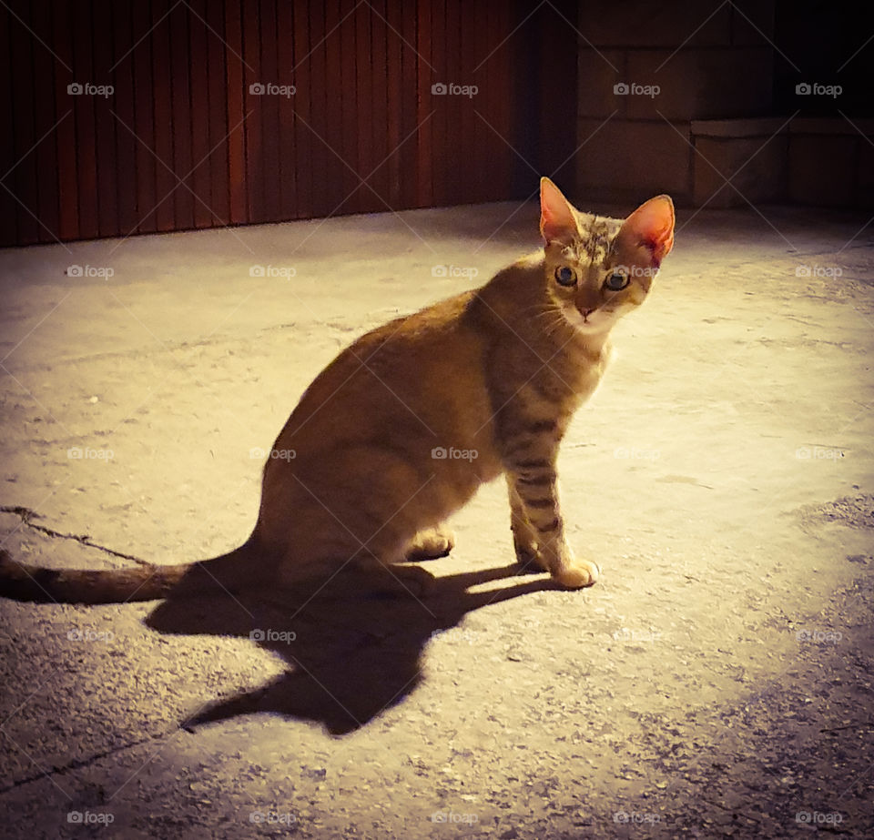 Red cat with expressive shadow sitting at night on a concrete floor in the light of a lantern