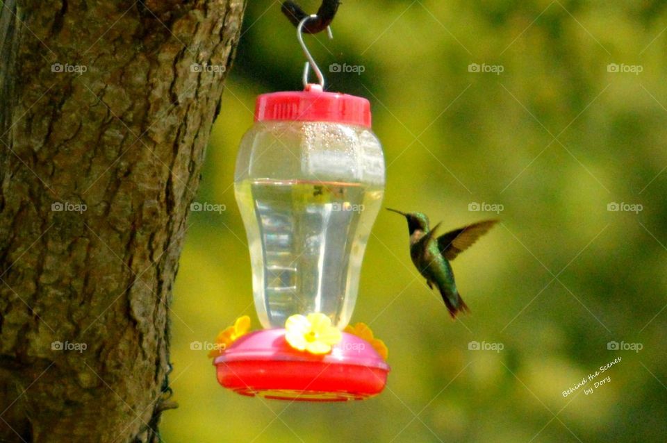 Hummingbirds are a highlight to my year
