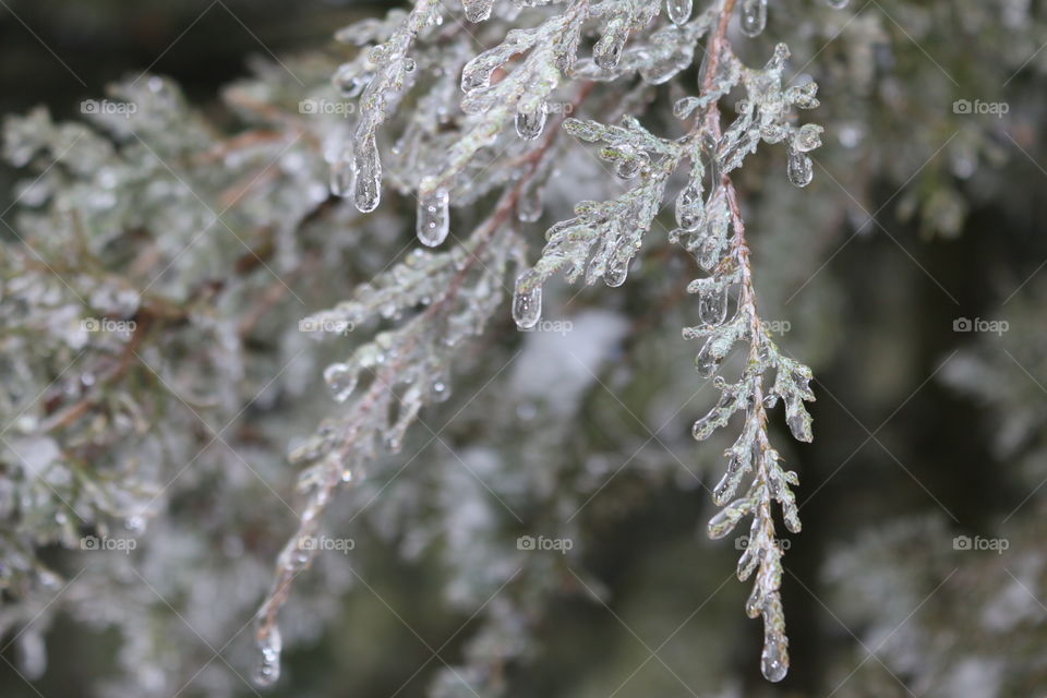 Frozen branch