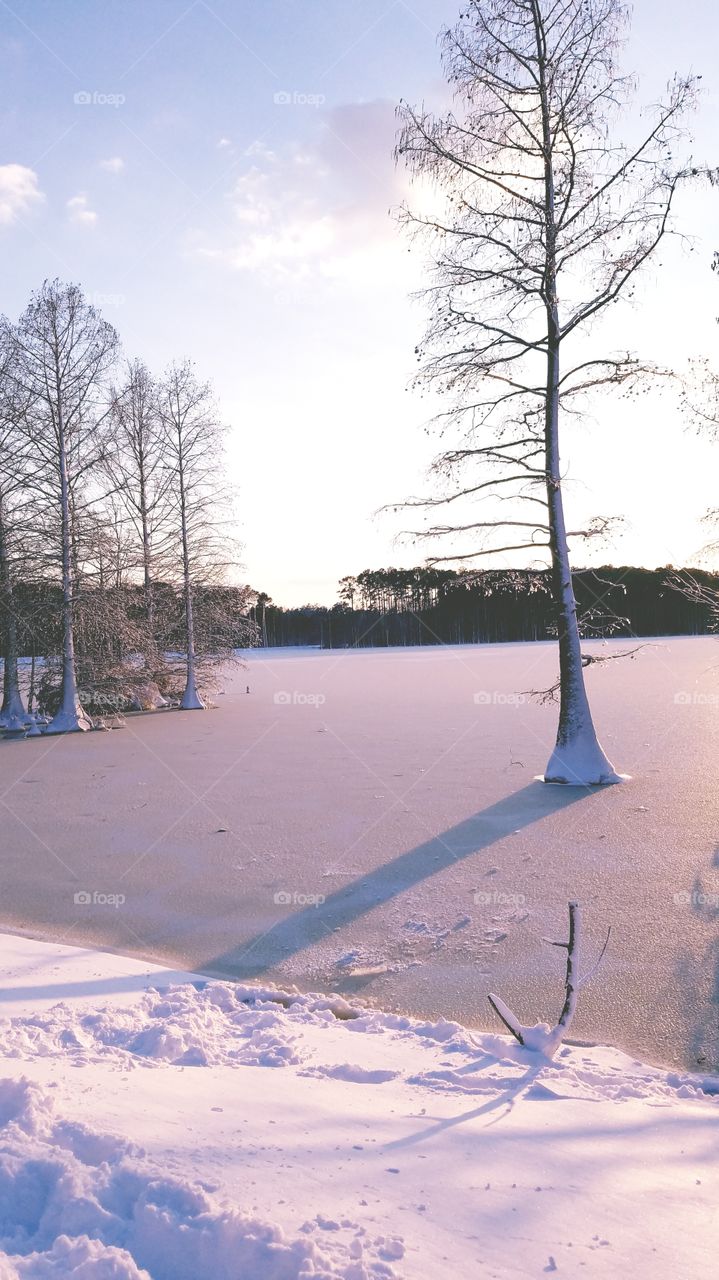 tree snow lake