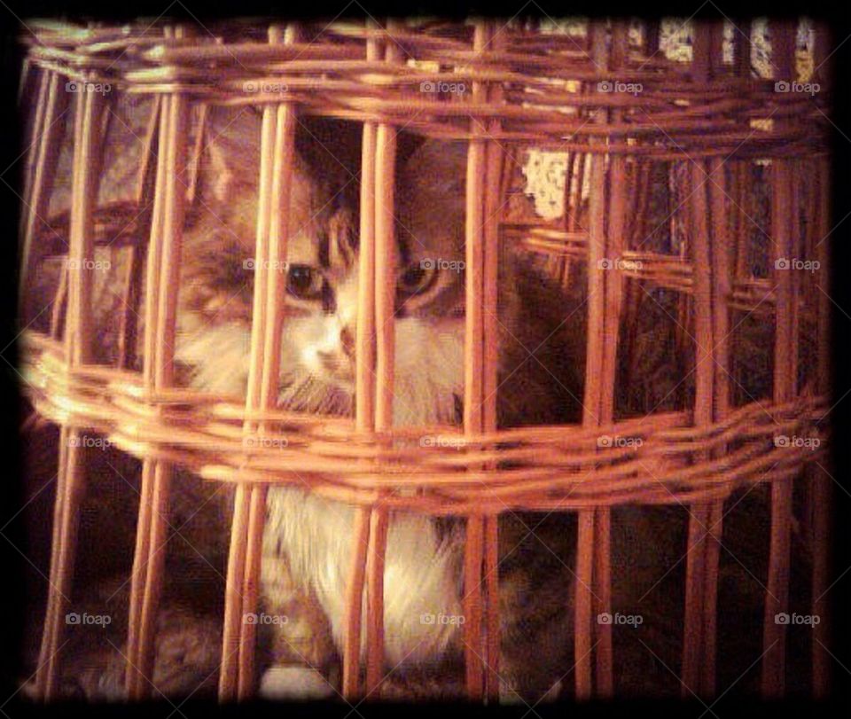 Cat in a basket
