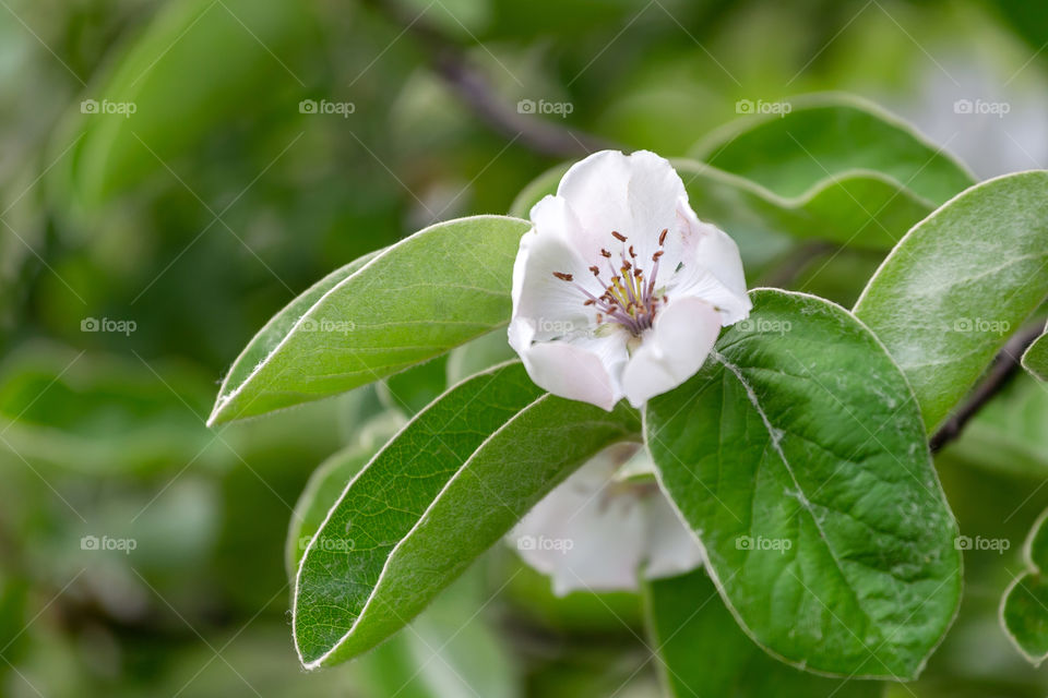 White apple tree blossom on a tree surrounded by green leaves, close up