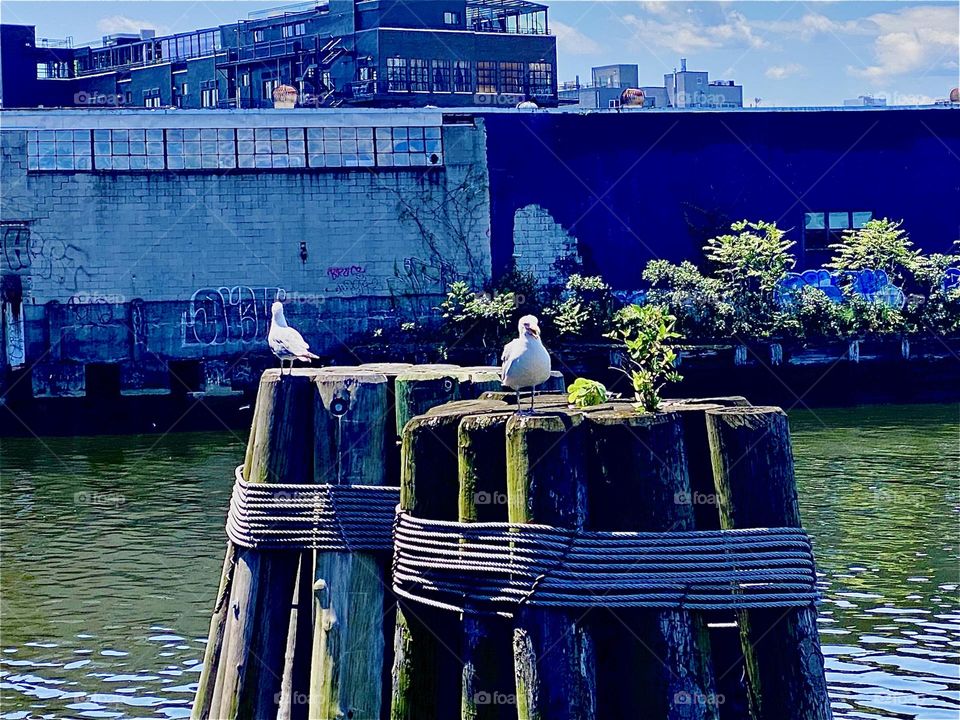 Two large white sea birds, probably sea gulls were sitting prominently on the wooden pilings by the „Pulaski Bridge“ at „Newtown Creek“ in LIC, Queens today and I had to snap a picture right away. 2023. Hypnotic Productions