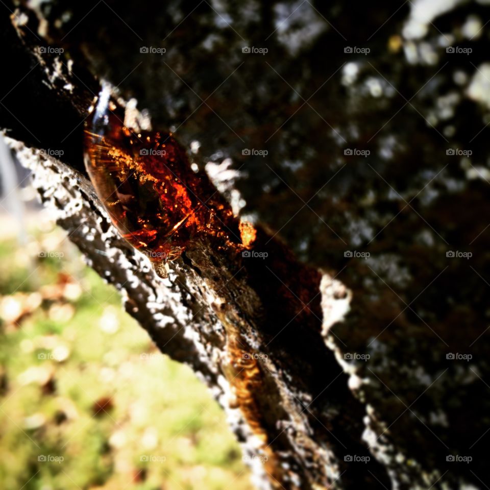 Sap on a tree slowly falling