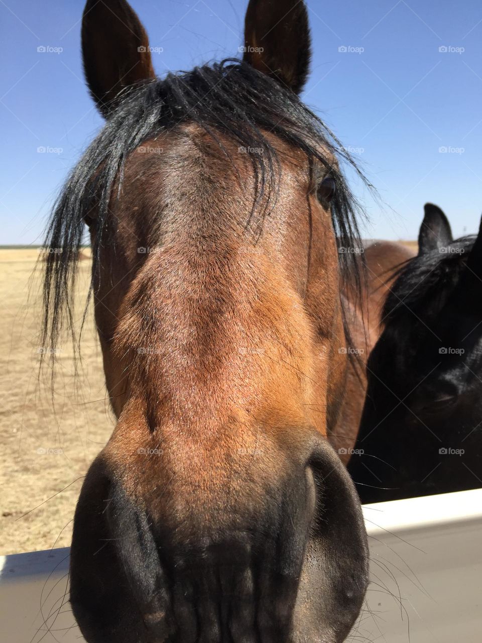 Mr Ed, chilling out in the pasture 