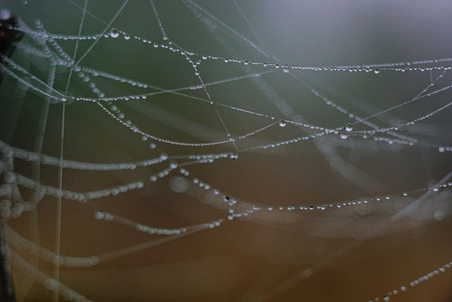 Fall in love with macro