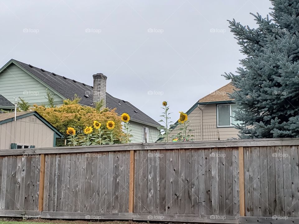 Sunflowers behind wooden fence