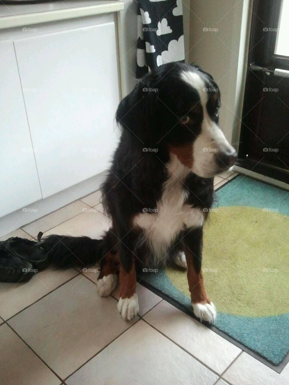 Bernese Mountain dog shys away from the camera that mom is holding, looking ever so cute!