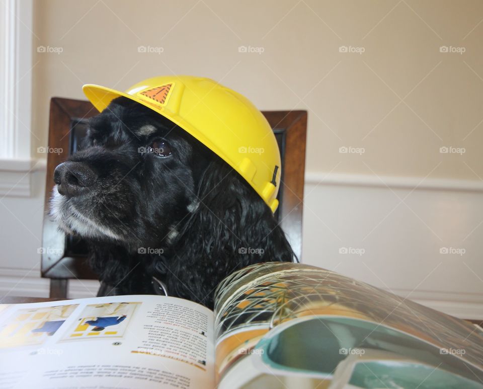 Buddy the construction project leader 
