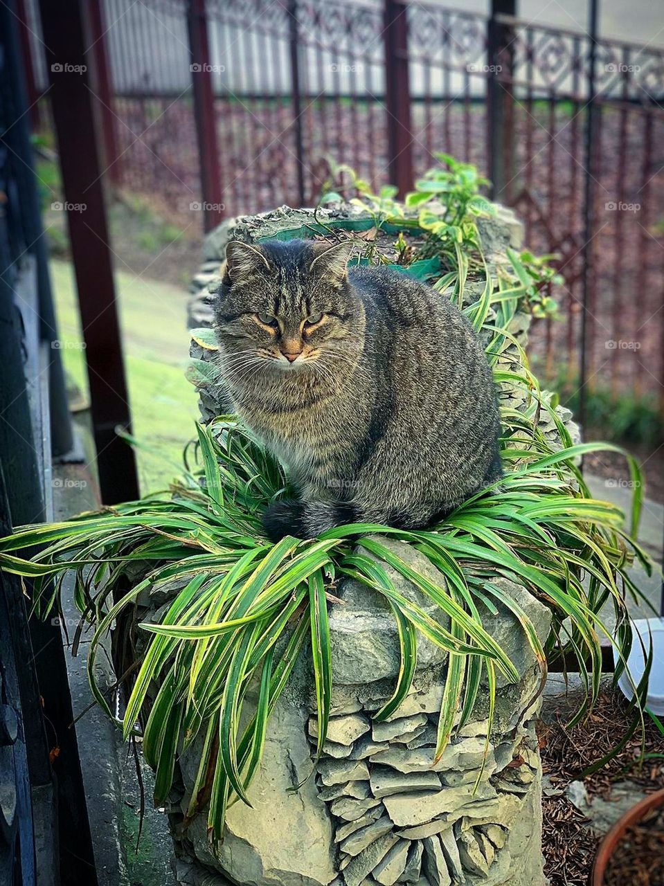 Nature. Plants. The cat sits on pedestal -flower bed where a home plant grows