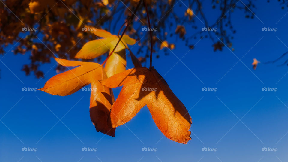 leaves during winter time with blue sky in the background