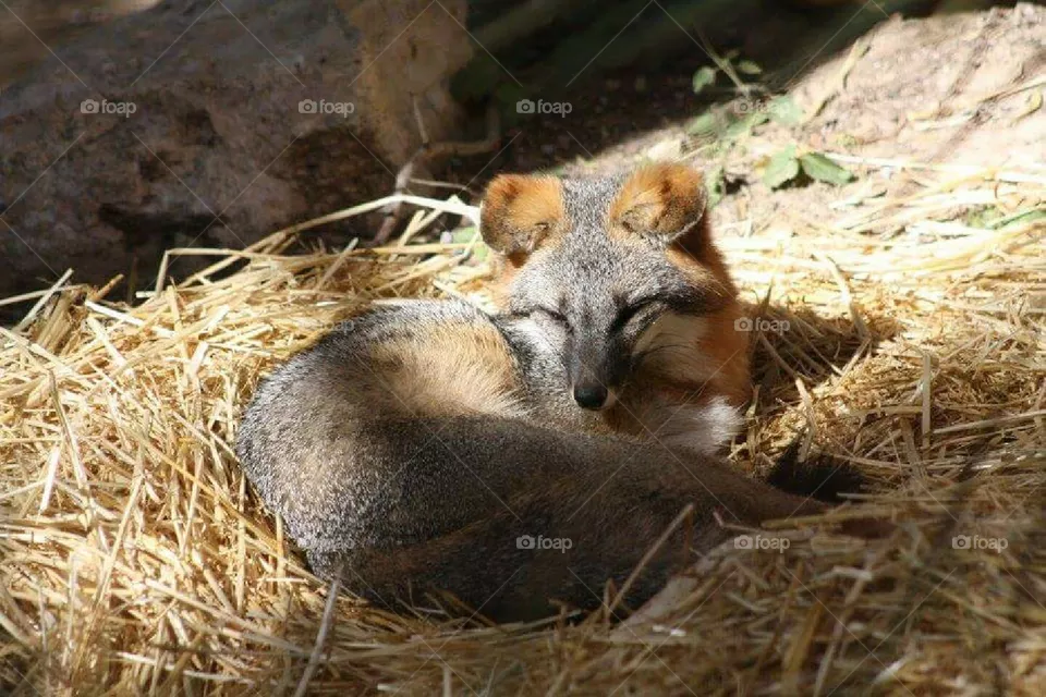 Fox