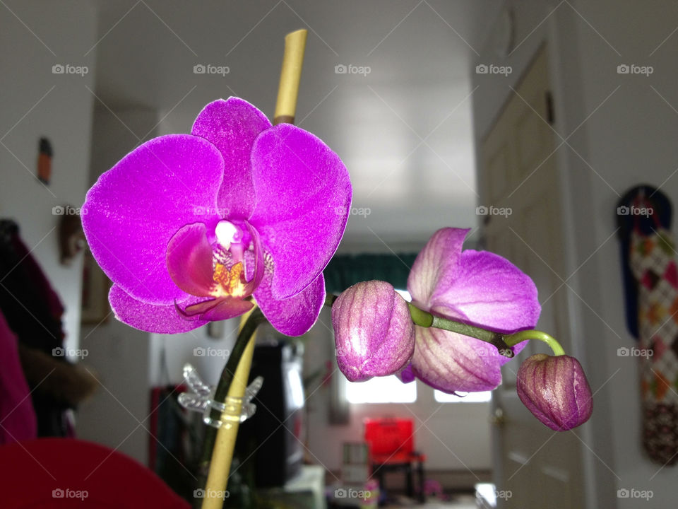 Orchid in bloom.