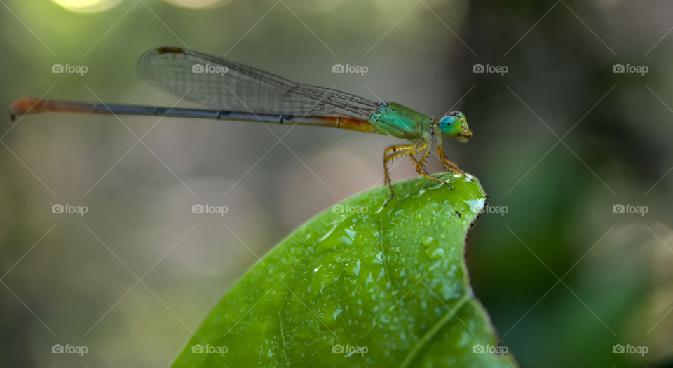 A orange-tailed marsh dart or bi-coloured damsel, is a medium-sized damselfly in the family Coenagrionidae. It is a very common species of damselflies in Asia.