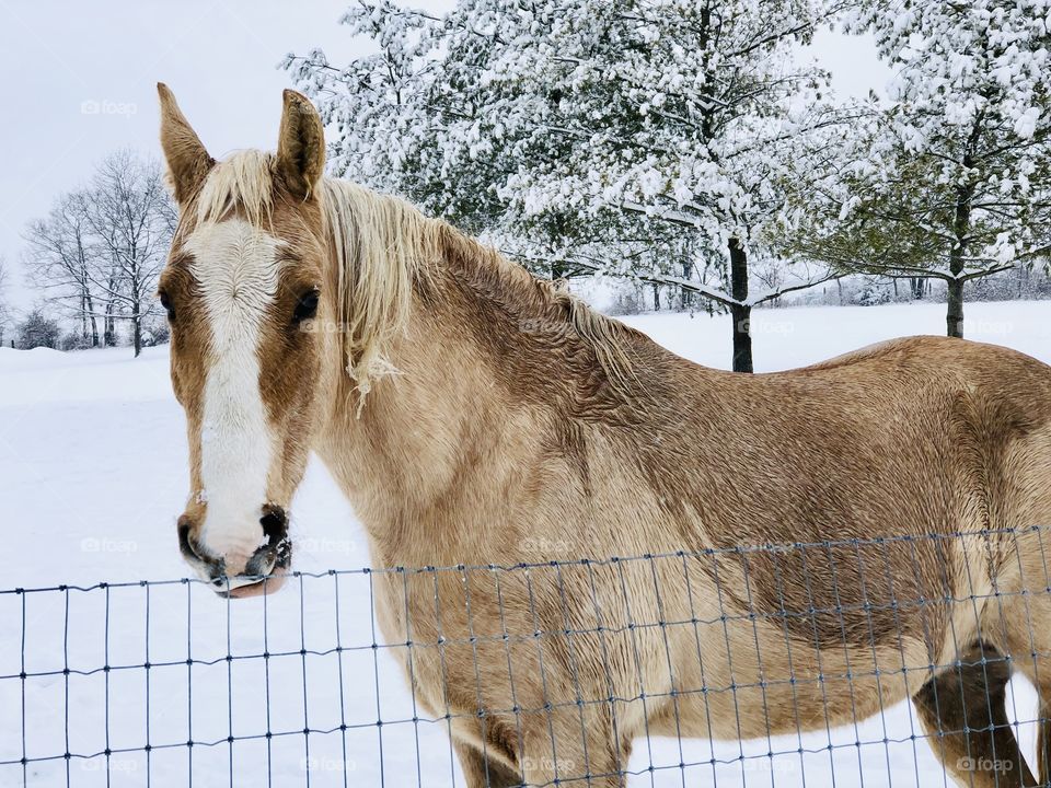 A Gorgeous Palomino Tennessee Walking Horse Playing in the Snow on a Cold Winters Day. 