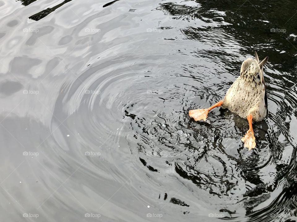 Beautiful Mallard Duck Swimming