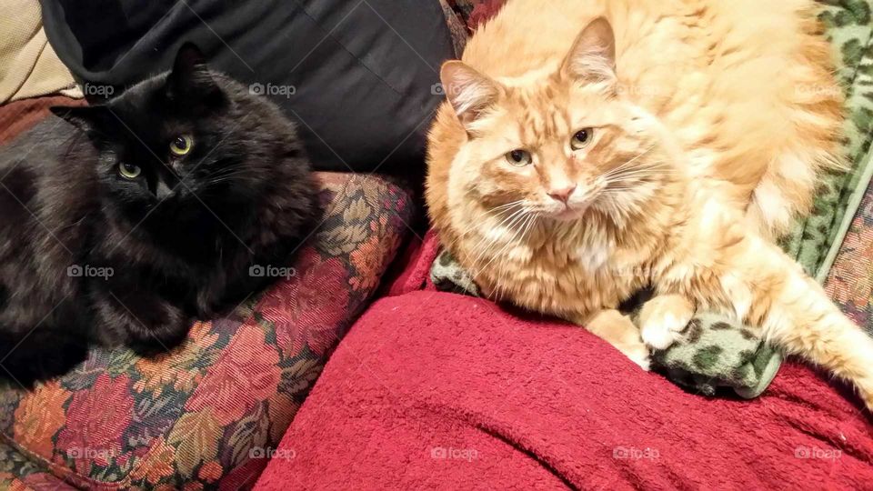 Two long-haired cats lying side by side, one orange and the other black
