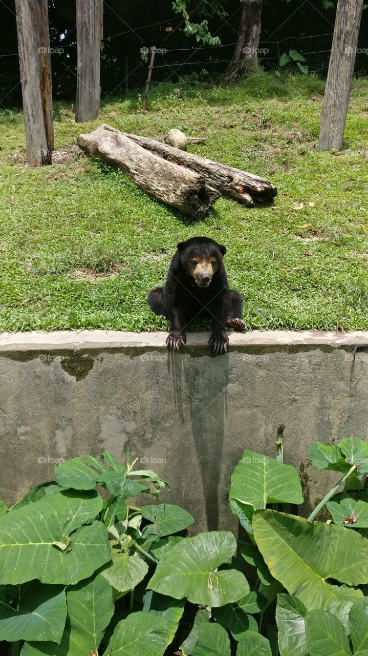Zoo Honey Bear