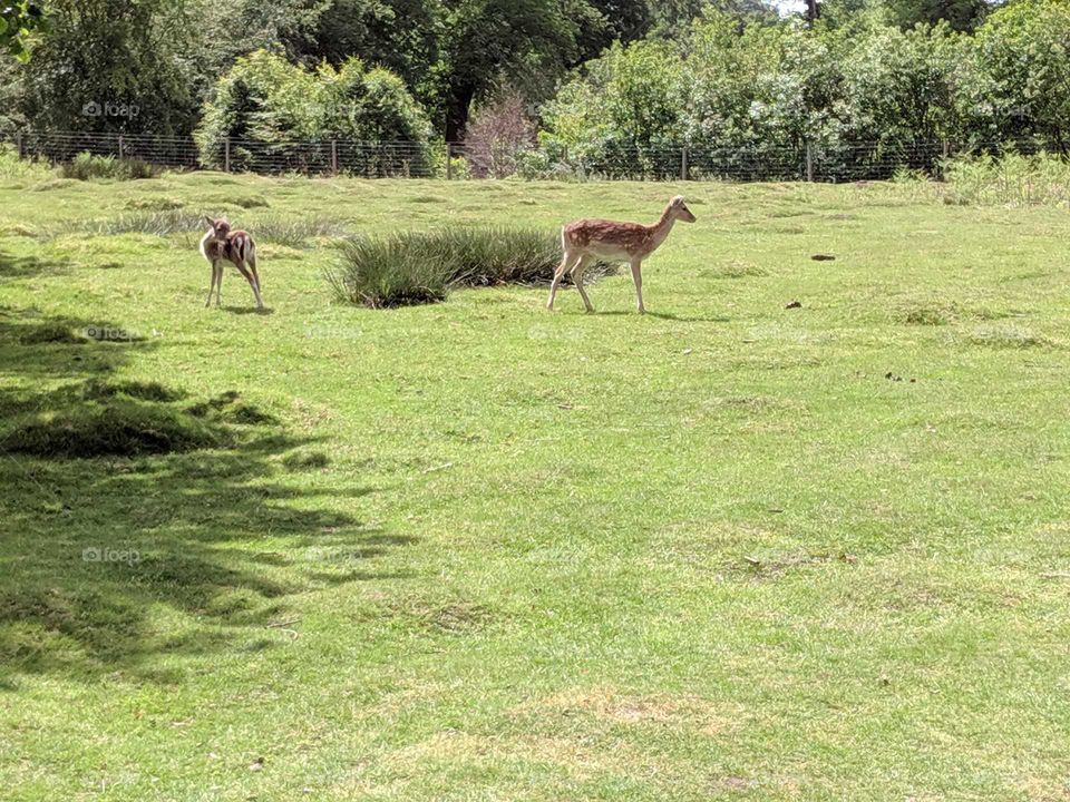 Two deer in sun