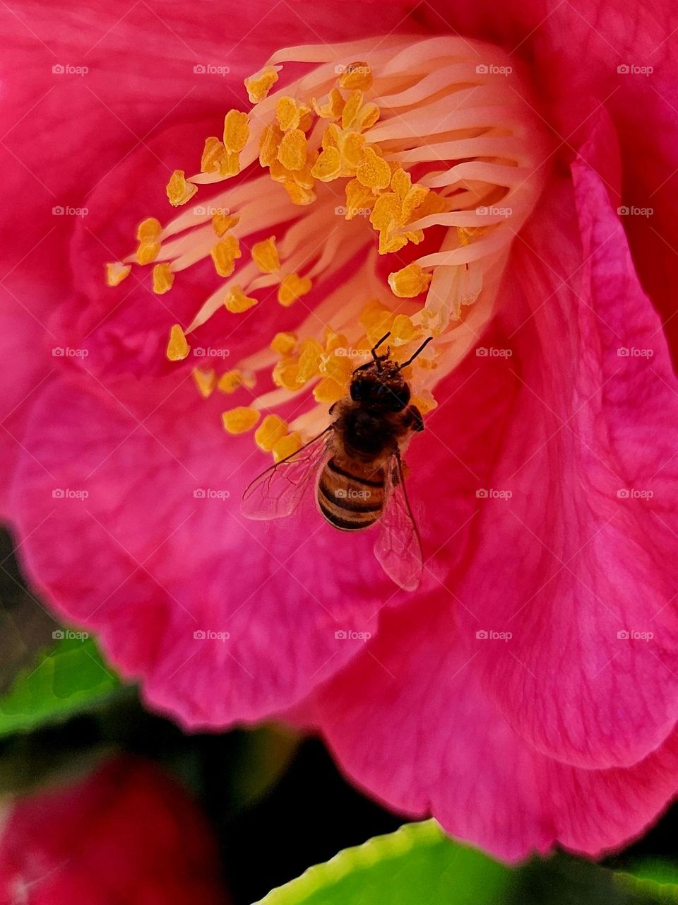 Close up on a bee feeding on the yellow pistils of a fuschia camellia in Locmiquélic