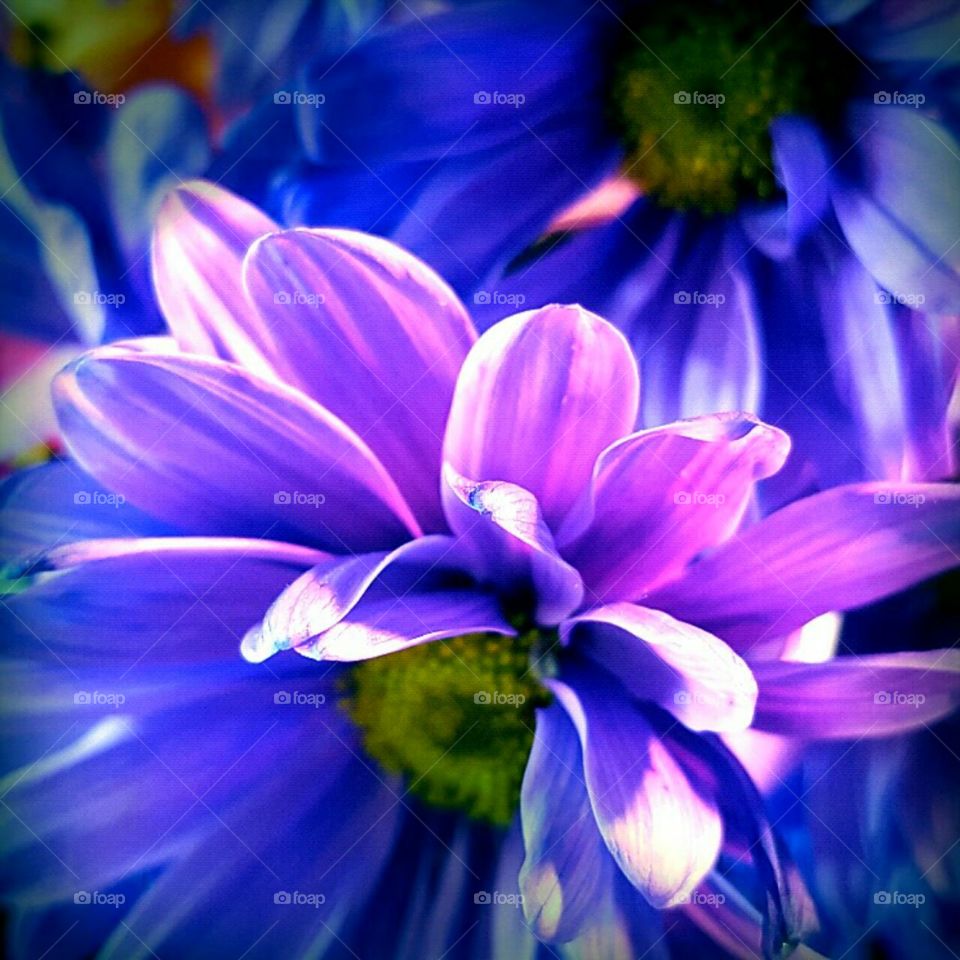 Flower, Nature, Color, Flora, Floral