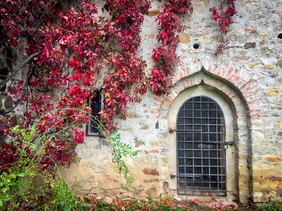 Red ivy plant