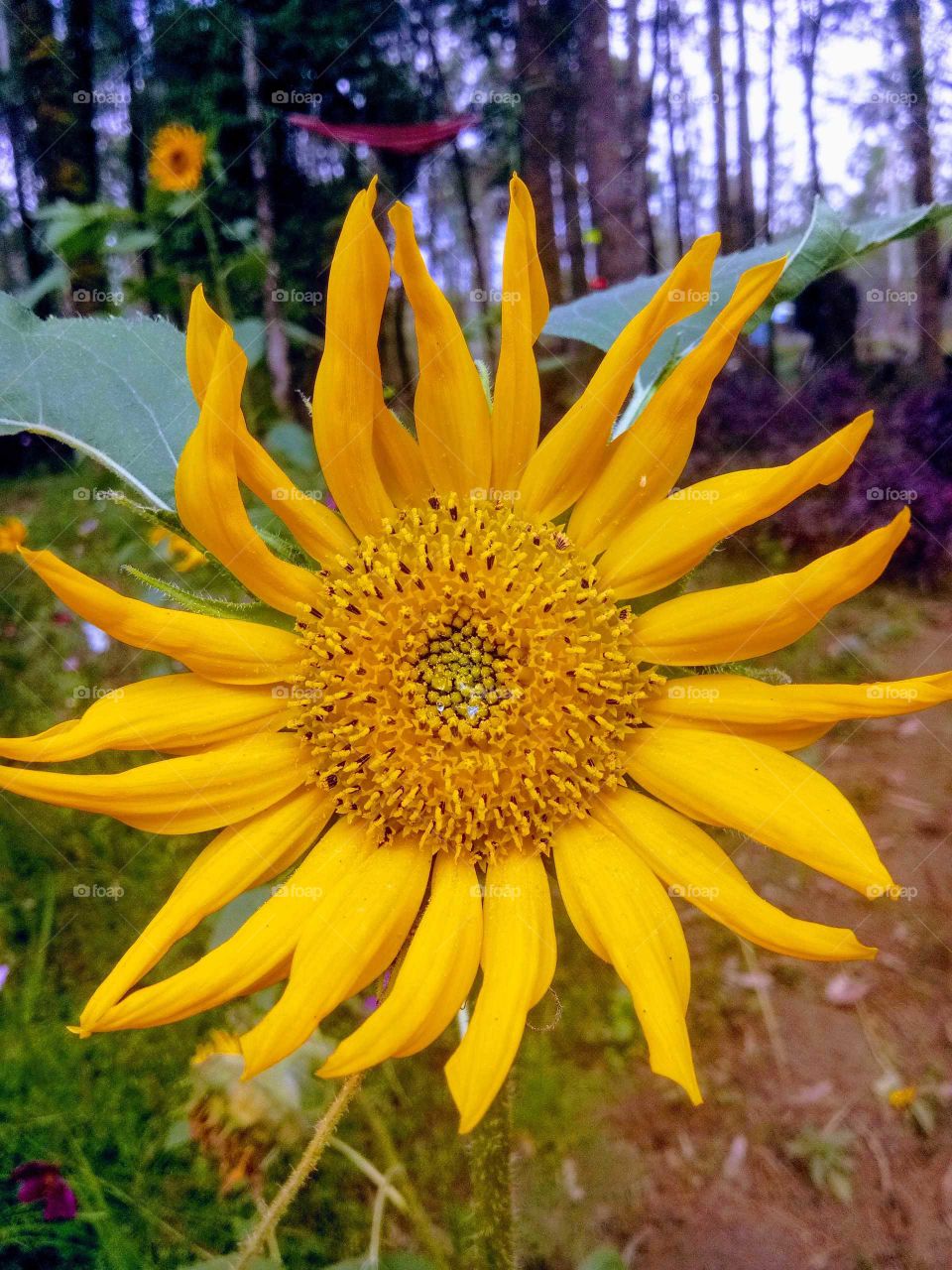 sun flowersun glower