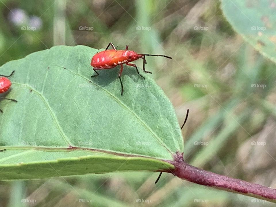 Urban nature : Wildlife.