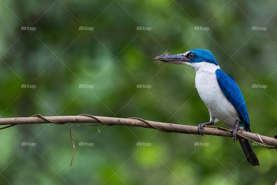 Collared Kingfisher with Cricket 