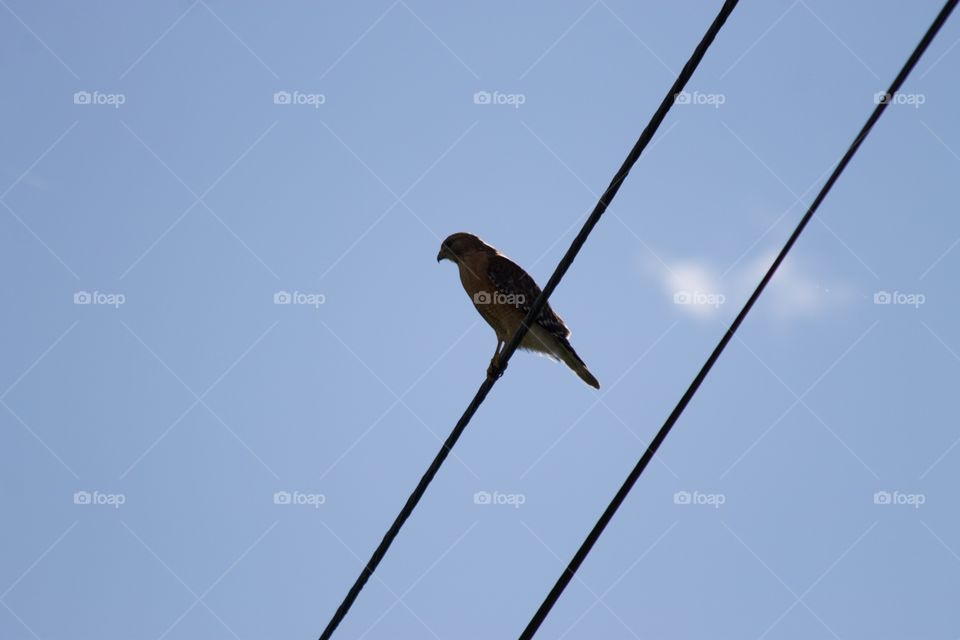 Cooper's Hawk on a cable