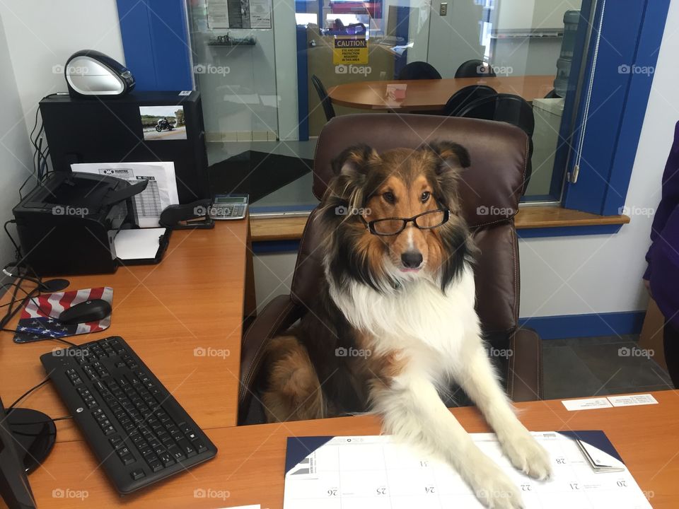 Brody taking office dog to a whole new level