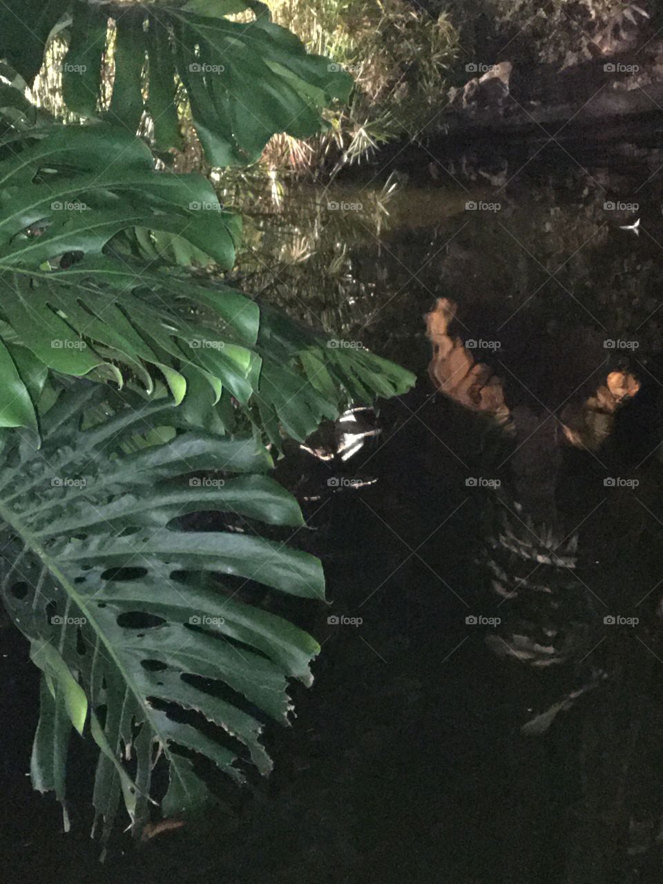 Great exotic leaves by night