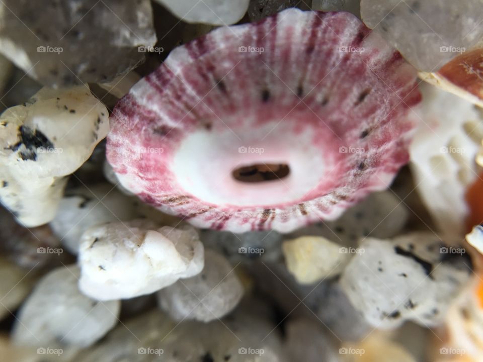 Pink patterns on a seashell